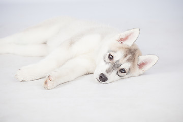 Image showing Siberian Husky dog