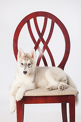 Image showing Siberian Husky puppy