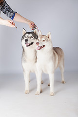 Image showing  Siberian Husky dogs