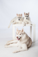 Image showing Siberian Husky puppies and adult dog