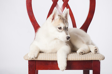 Image showing Siberian Husky puppy