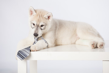 Image showing Siberian Husky puppy