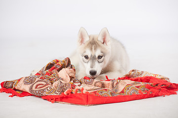 Image showing Siberian Husky dog