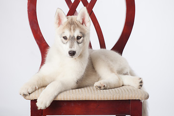 Image showing Siberian Husky puppy