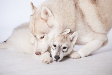 Image showing  Siberian Husky dogs