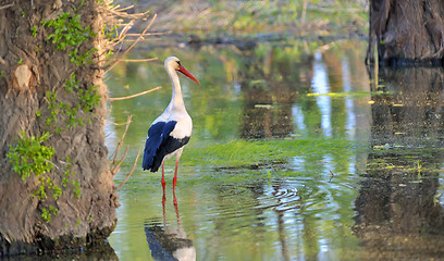 Image showing White stork 