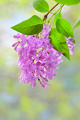 Image showing lilac violet flowers