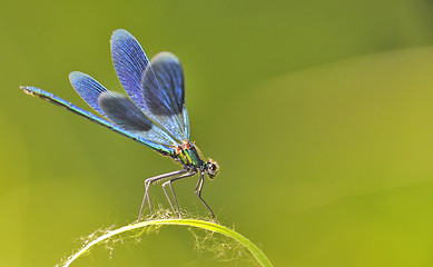 Image showing the blue dragonfly 