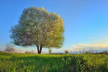 Image showing blooming tree spring