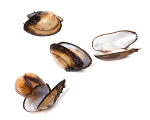 Image showing Shells of mussels