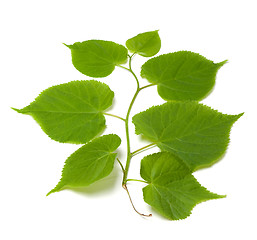 Image showing Spring tilia leafs on white background