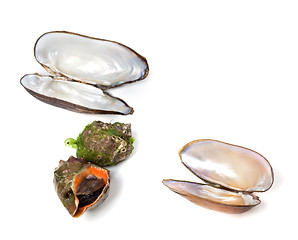 Image showing Veined rapa whelk and shells of mussels