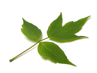 Image showing Green acer negundo leaf on white background