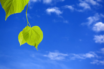 Image showing Spring tilia leafs and blue sky