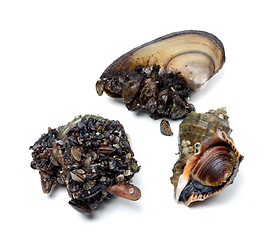 Image showing Veined rapa whelk and river mussels (anodonta)
