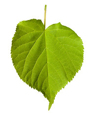 Image showing Green tilia leaf 