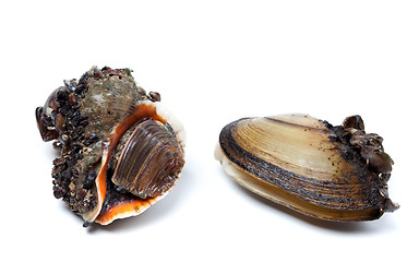 Image showing Veined rapa whelk and anodonta (river mussels)