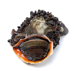 Image showing Veined rapa whelk overgrown with small mussels