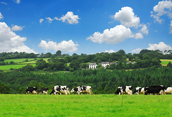 Image showing Cows in a pasture