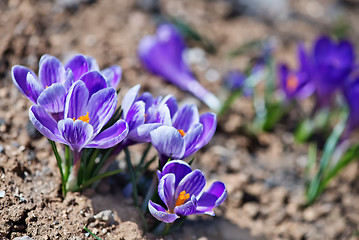 Image showing Crocus