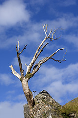 Image showing Dead tree