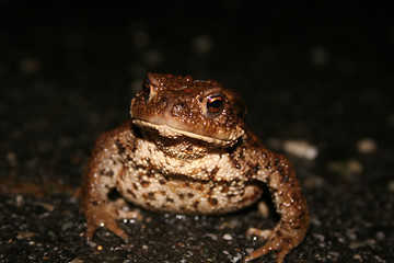 Image showing Frog