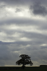 Image showing Tree against cloudy sky