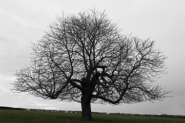 Image showing Tree against gray sky