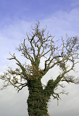 Image showing Tree with growth