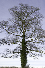 Image showing Tree with ivy