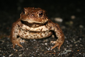 Image showing Frog