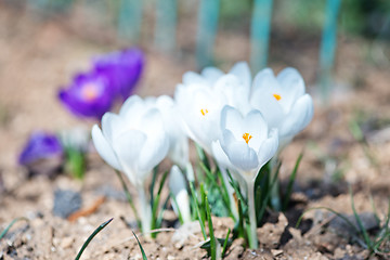 Image showing Crocus