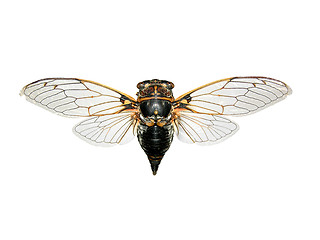 Image showing Cicada