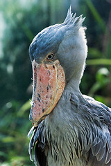 Image showing Shoebill