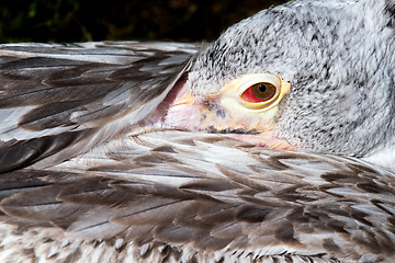 Image showing Young pelican