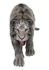 Image showing White Tiger