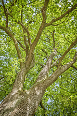 Image showing Tree in Spring