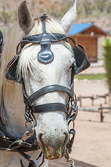 Image showing white horse head