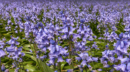 Image showing lilac flowers