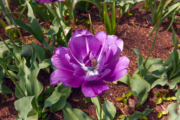 Image showing purple tulip