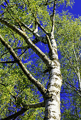 Image showing birch tree in the sun
