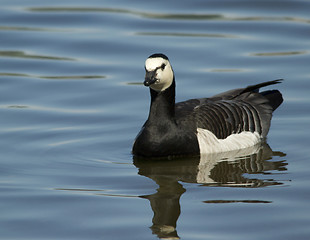 Image showing Barnacle goose