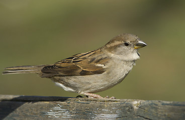 Image showing House sparrow