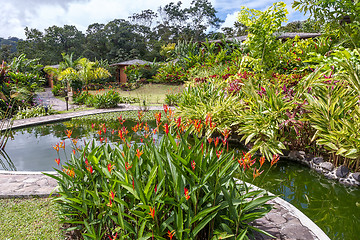 Image showing Garden with various tropical plants and flower