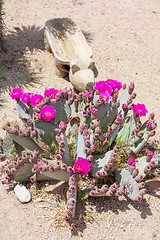 Image showing Cactus flowers 