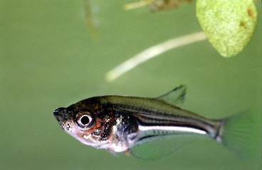 Image showing Freeswimming fry of Pearl Gourami. Trichopodus Leerii.