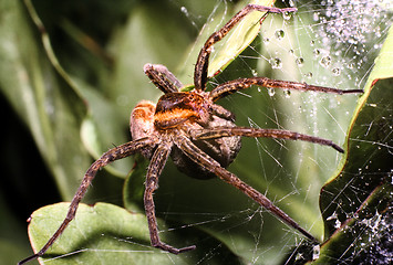 Image showing Raft spider with eggs in a sack. Dolomedes fimbriatus.