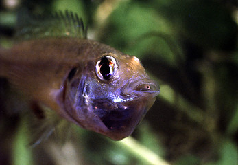Image showing Egyptian mouth brooder, female with a brood of fry in her mouth. Pseudocrenilabris multicolor.