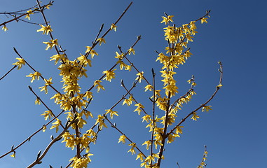 Image showing  yellow flowers forthysia 