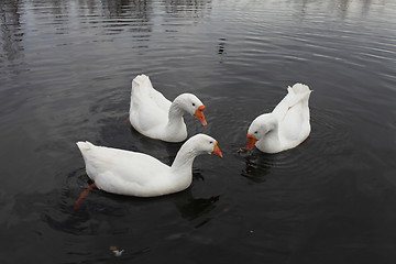 Image showing Embden  geese